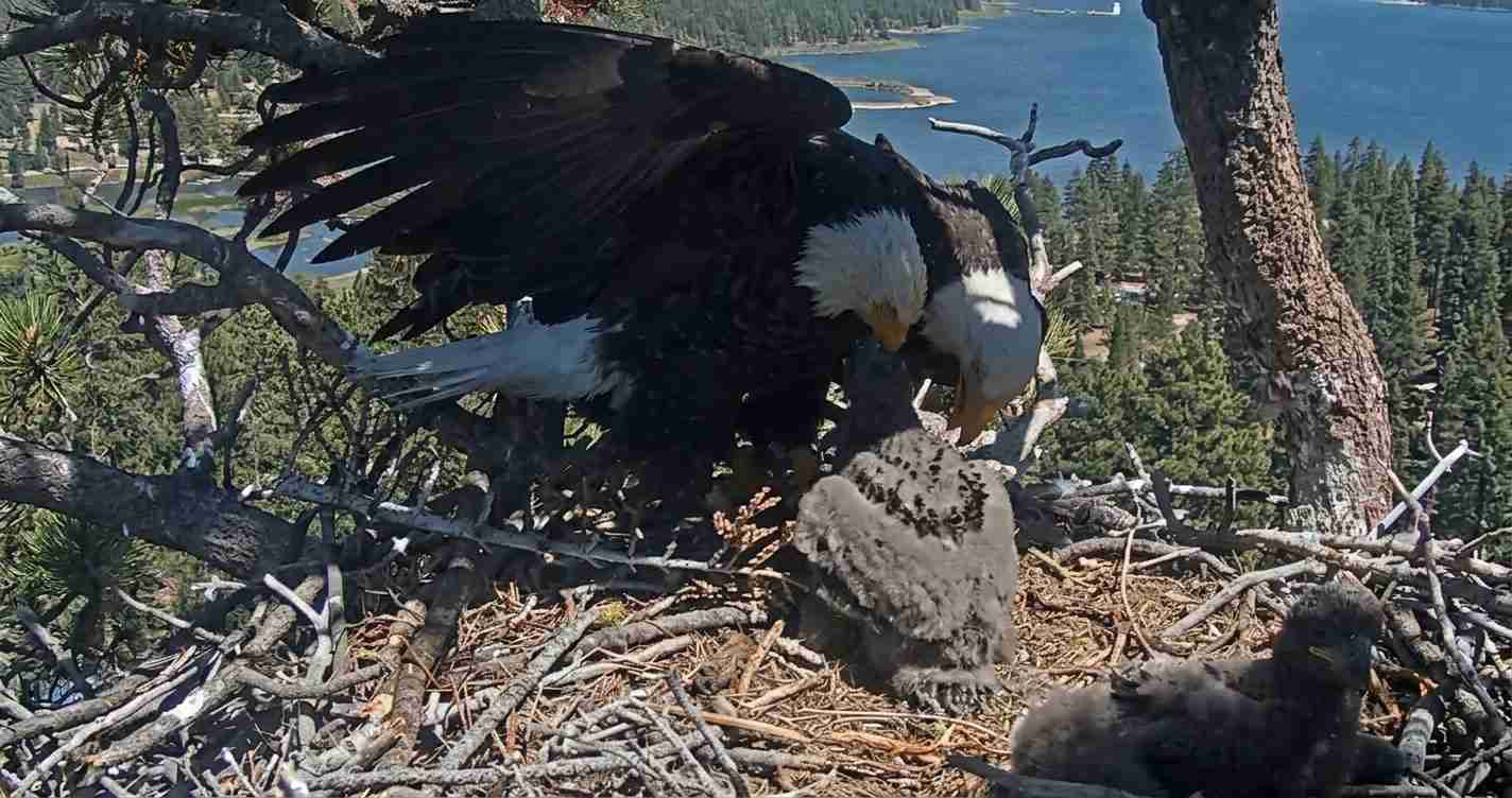 Adult bald eagle in a nest with two eaglets in a pine tree overlooking a lake and forest.