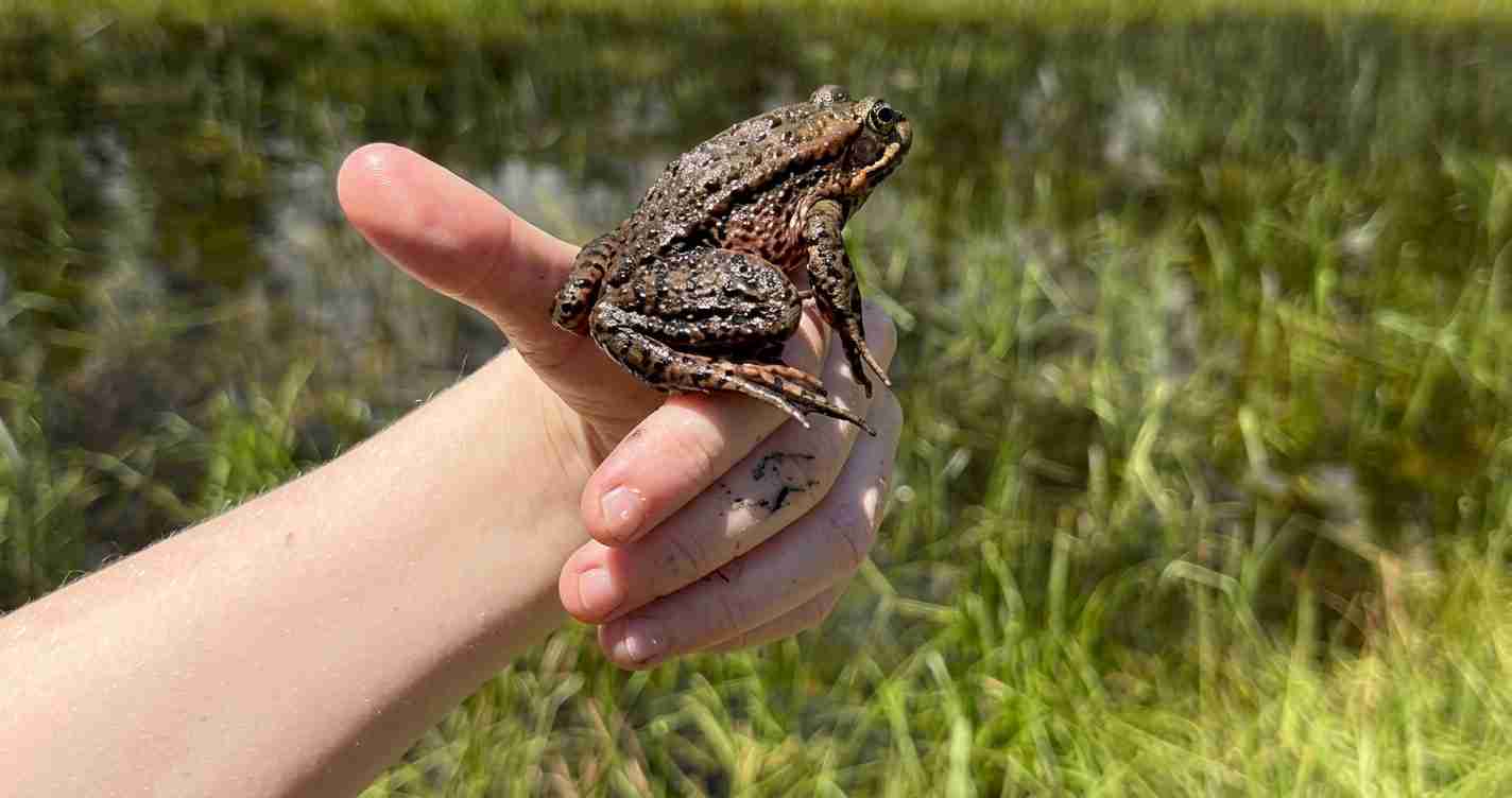 Small brown toad perched on a person's hand near a grassy wetland or pond edge, outdoors.