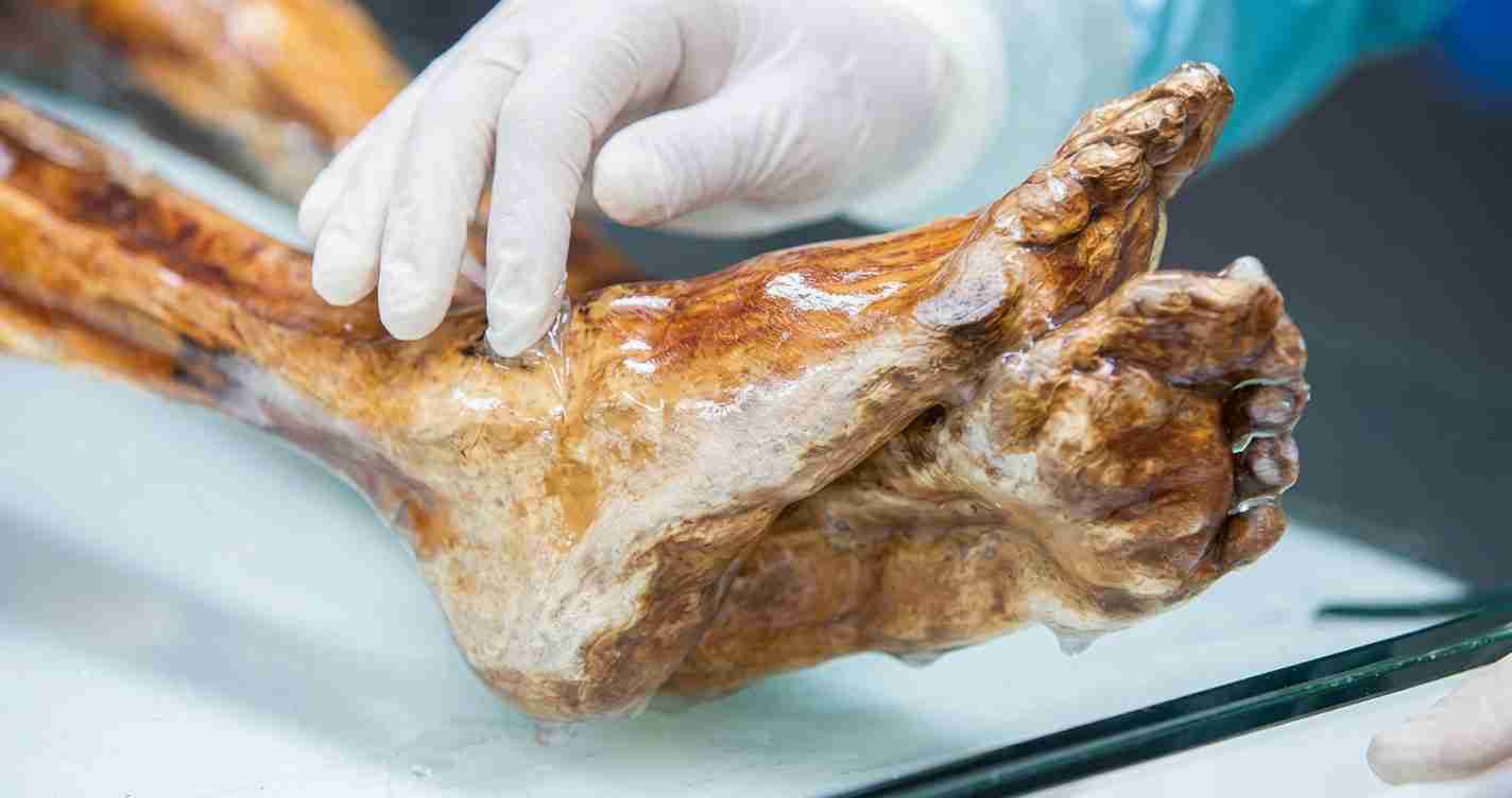Gloved hand handling a large raw animal leg on a stainless steel tray.