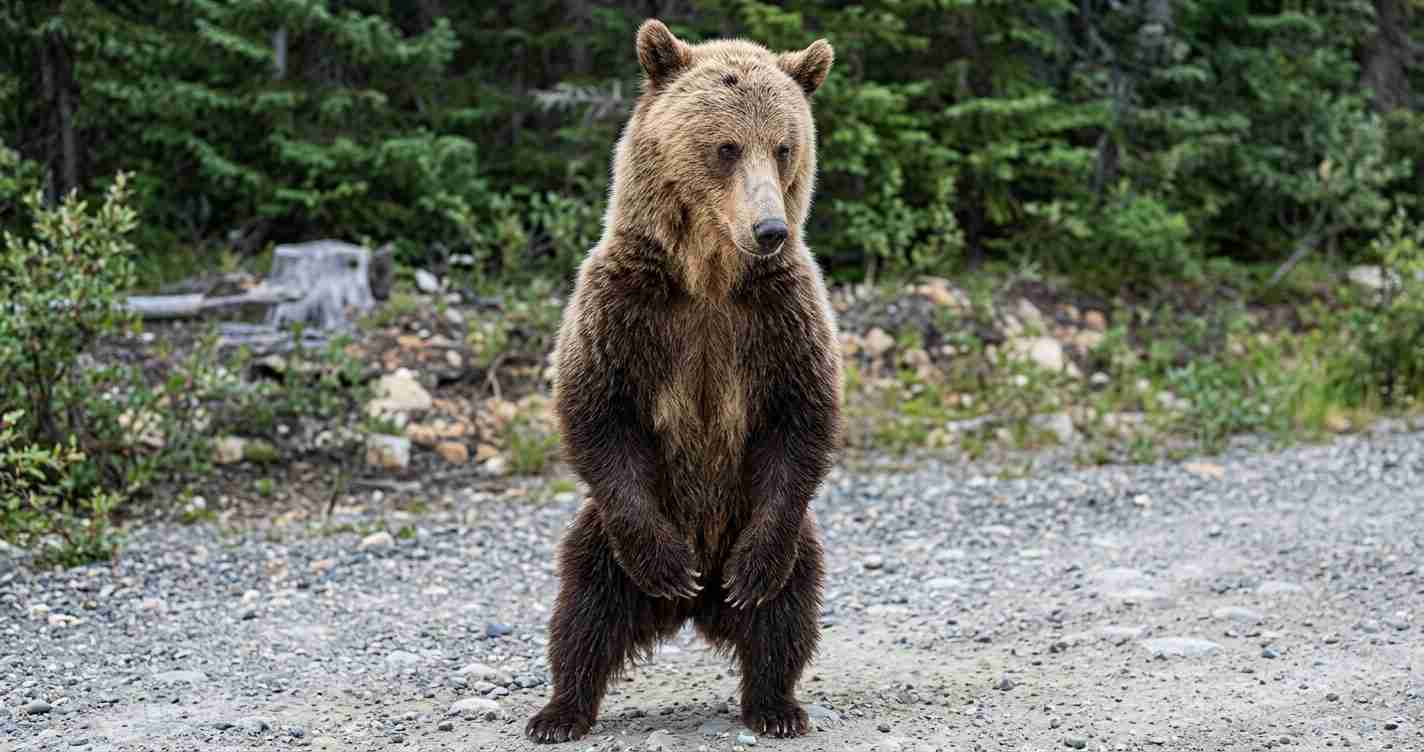 Brown bear standing upright on two legs in a rocky forest clearing, facing the camera.
