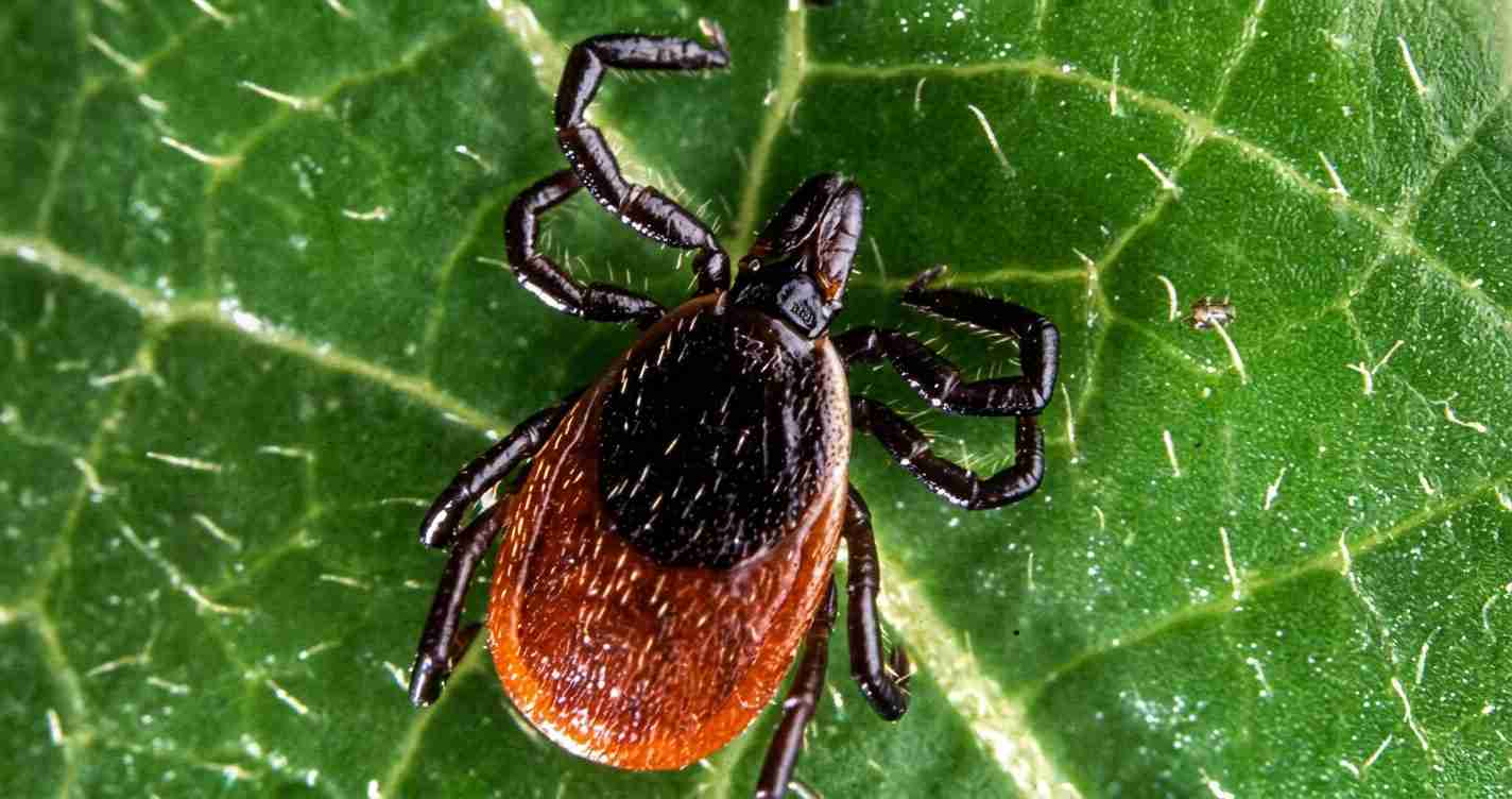 Hard-bodied tick with a dark shield and orange-brown abdomen on a green leaf (close-up).