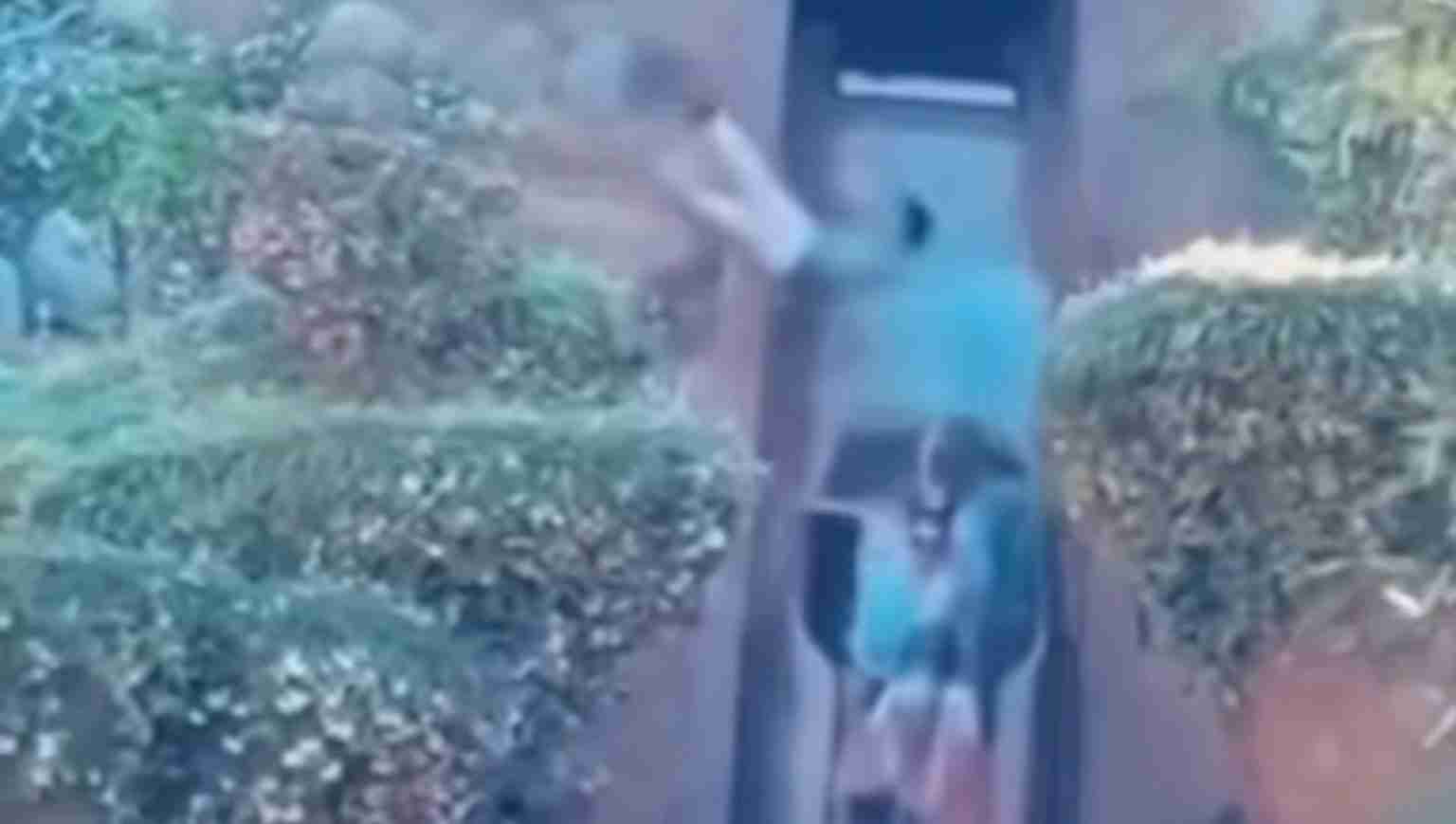 Person in a teal shirt walking through a narrow passage formed by trimmed hedges outdoors.