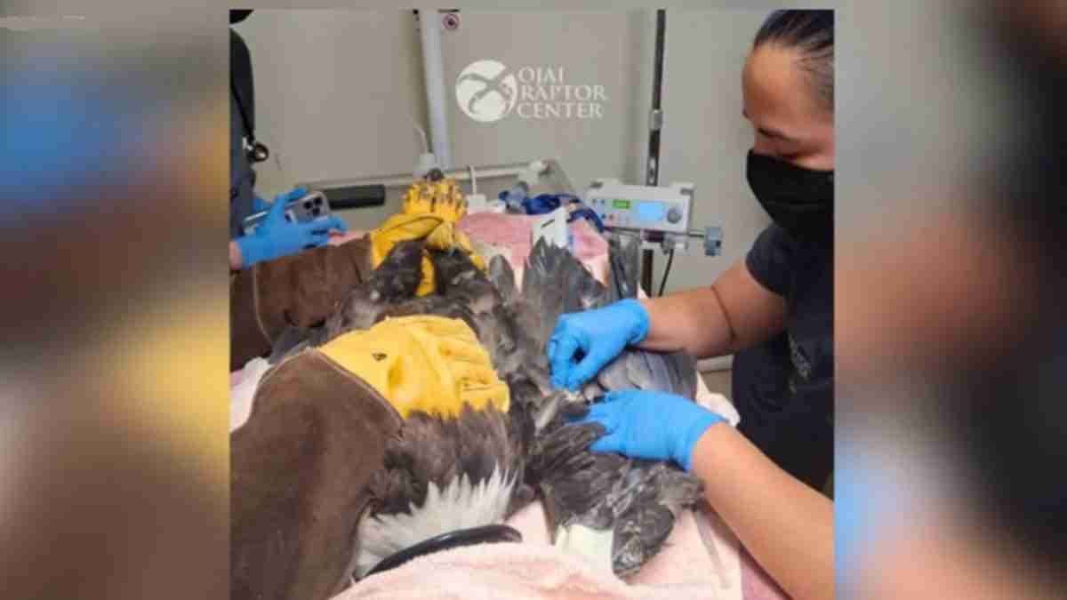 Veterinarian wearing blue gloves treats a injured raptor on a table at the Royal Raptor Center.