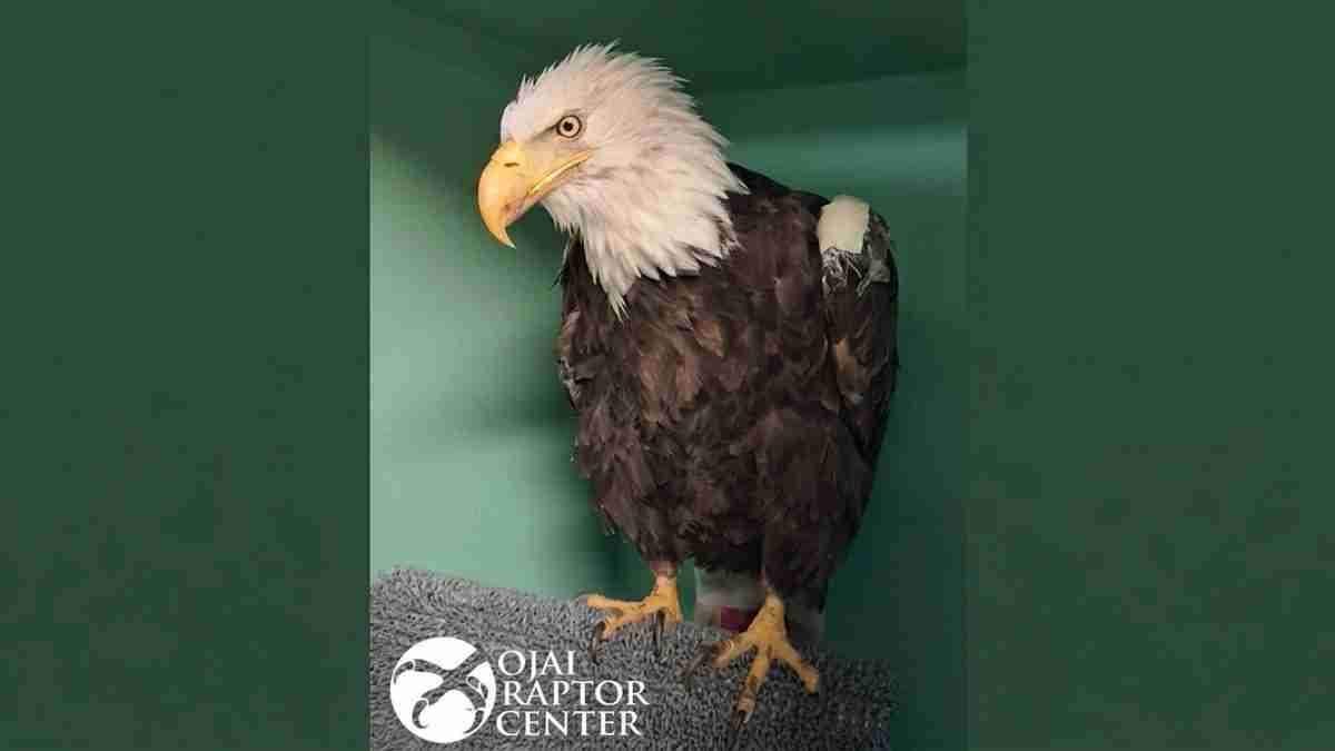 Adult bald eagle with white head and yellow beak standing on a textured perch inside a green enclosure, with a raptor center logo in the corner.