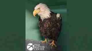Bald eagle perched on a gray textured mat inside a green enclosure, with the Ohio Raptor Center logo in the corner.
